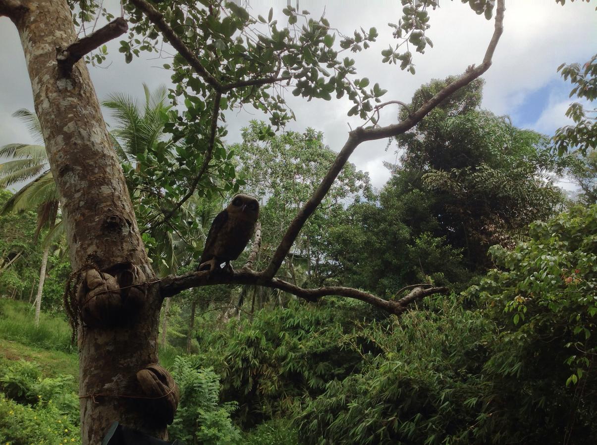 Explore Sinharaja Rain Forest Tour Camp Dombagoda Exterior foto
