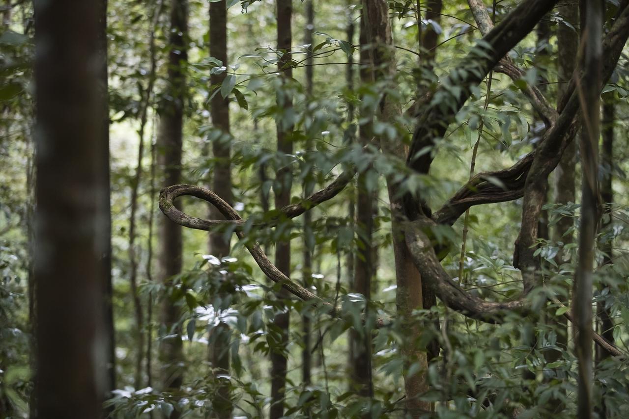 Explore Sinharaja Rain Forest Tour Camp Dombagoda Exterior foto